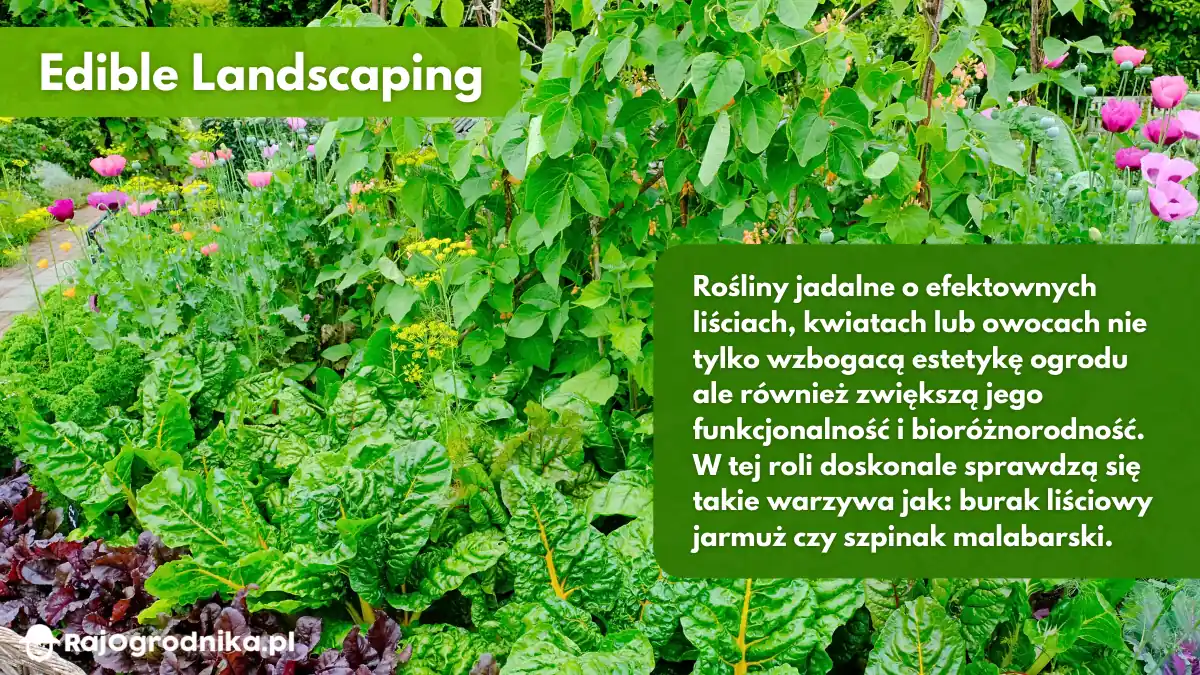 Edible-landscaping-jak-projektować-ogród-warzywny-blog-sklep-rajogrodnika